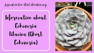 How to Care For Echeveria lilacina  Ghost Echeveria  Succulents [upl. by Rox228]