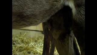 Whats Your Diagnosis 4122013 at Upstate Equine Medical Center [upl. by Arolf]