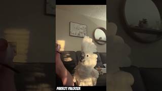 Parrot Funny voice 😂🤐 birds funnylovebird funnyanimals parrot [upl. by Haseena810]