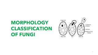 Medical Mycology Morphological Classification of Fungi [upl. by Eniwtna]