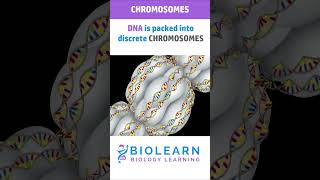 STRUCTURE OF CHROMOSOME 🧬 TYPES OF CHROMOSOMES  BioLearn [upl. by Atwater]