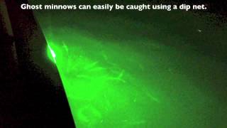 Wildcat Lights In Action On Hobie Pro Angler 12 [upl. by Gurolinick]