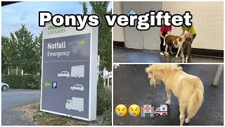 Ponys vergiftet  Update großes Dankeschön [upl. by Rivy]