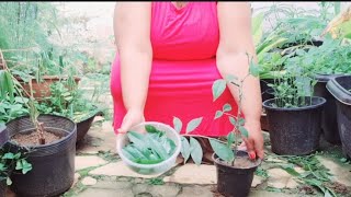 Harvesting and Pruning Pereskia Aculeata Grown in a Pot [upl. by Yclehc]