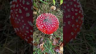 Herfstige paddenstoelen en de herfstige Natuurlijke omgeving [upl. by Andersen]