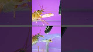 Snapping shrimp aka “pistol shrimp” launching cavitation bubbles [upl. by Drais28]