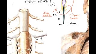 Neuroanatomía Médula espinal 1 Configuración externa [upl. by Neelia]