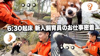 【VLOG】6時半起床・新人飼育員のお仕事ルーティンに密着したら普段と違う動物達の表情に出会ってしまった。【マレーバク・レッサーパンダ・ヤマアラシ】 [upl. by Zuleika550]