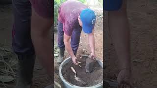 Já estamos plantando as plantinhas nas garrafa PET que foi reciclada pessoal vidanaroça [upl. by Jamaal913]