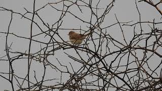 Short glimpse of Sykess warbler at dawn at Sonkhaliya Rajasthan India [upl. by Askari865]