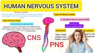 Human Nervous system Central Nervous system Peripheral Nervous systemAmina Ilyas [upl. by Funch590]