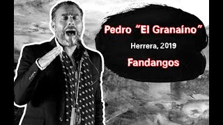 Pedro quotEl Granaínoquot por Fandangos Herrera 2019 [upl. by Eslud]