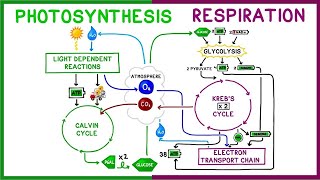 Photosynthesis vs Cellular Respiration Comparison [upl. by Lacym386]