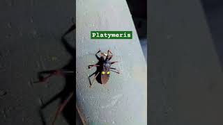 Platymerisप्लैटिमेरिसAssassin bugsinsecttwospotted assassinbugvenomous predatorybugsuper shy [upl. by Stubstad]