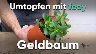 Wie topfe ich einen Geldbaum um  Umtopfen mit feey [upl. by Ventre]