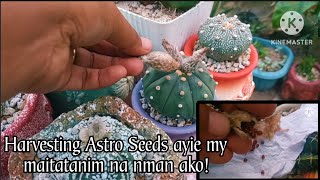 Harvesting Astrophytum Cactus Seeds • Meron na Naman Tayong itatanim🥰 [upl. by Ellemrac281]