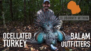 Ocellated Turkey Balam Outfitters  Yucatán Mexico  Mark V Peterson Hunting [upl. by Lesak]