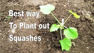 The Best way to Plant out Squashes  Provide water warmth and no weeds [upl. by Hoffmann131]