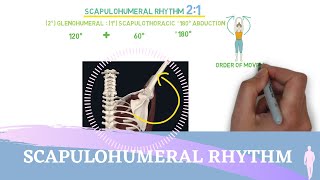 Scapulohumeral Rhythm Simple Animation I Shoulder Kinesiology [upl. by Roberts49]