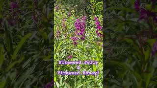 Fireweed in Alaska flowers bestflowers [upl. by Coplin]