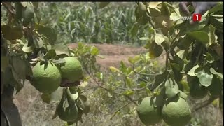 SORINGHO  Un verger dans le quotdésertquot du Fouta une prouesse de Anthioumane Konaté [upl. by Beverlie]