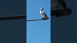 pelican on a light pole wants to poo on my amastaff obiwan [upl. by Selrahc]