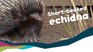 Meet Bruce the ShortBeaked Echidna Paignton Zoo [upl. by Niehaus906]