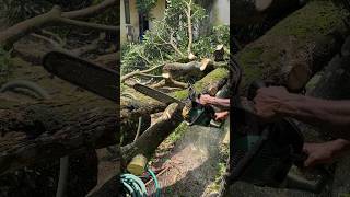 Bigg Tree Cutting 😱shortsviralvideo treecutting wood cuttingtree [upl. by Squire71]