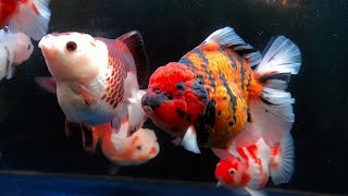 The most beautiful goldfish on earth collection [upl. by Clifton]