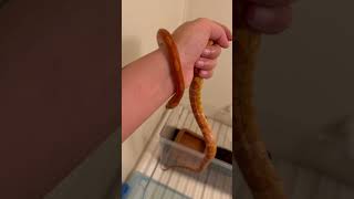 コーンスネークのマヒナ ハンドリング コーンスネーク マヒナ ハワイ語 snake ヘビ 爬虫類 かわいい動物 ペット動画 cute [upl. by Rech707]