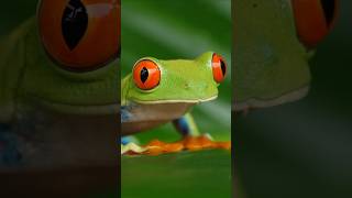 The redeyed tree frog or redeyed leaf frog Agalychnis callidryas [upl. by Bainter]