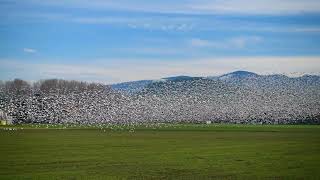 Skagit Valley Snow Geese [upl. by Aay]