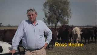 Ross Keane TV Commercial for Shorthorn Cattle [upl. by Llertnad]