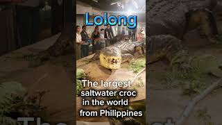 The world’s Largest Crocodile Ever Recorded 🐊 Lolong LargestCrocodile CrocodileFacts [upl. by Salocin]