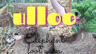 Elephant foot yam Ullaa farming Ulla farmingstarting from beginning Kaise elephant foot plant s [upl. by Emor493]