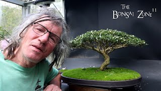 Show Prep for My Serissa The Bonsai Zone Oct 2024 [upl. by Kelwin]