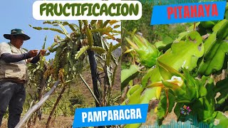 FRUCTIFICACION de PITAHAYA en PIAS [upl. by Cathe]