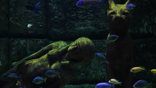 UNDERWATER AQUARIUM AMBIENCE  Deep Water Sounds amp Swimming Fish  10 Hour Natural White Noise [upl. by Suolkcin89]