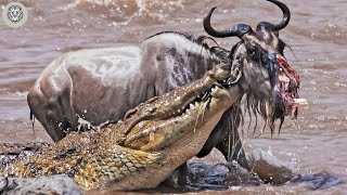 Injured Wildebeest Escapes The Jaws Of The Monster Crocodile And What Happens Next  Animal Attacks [upl. by Koffman]