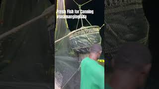 Fresh Fish For Canning  seamangingisda fishing pacifictunafishing helicopterpilot  tunapilot [upl. by Nnyltiak]