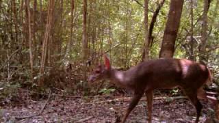 Un rincón de vida y esperanza Mirada a la selva de Yucatán [upl. by Benilda695]