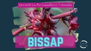 Tout Savoir sur le Bissap Récolte Consommation et Conservation [upl. by Onirefez]