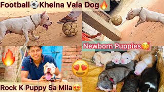 Rock K Puppy Sa Milna Gye😍 Insano K Jaisa Football Khelna Vala Dog⚽️ NewBorn Puppy Mila🥰 [upl. by Eonak247]