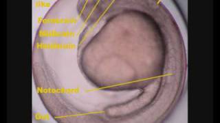 Zebrafish Danio rerio development [upl. by Nalor]