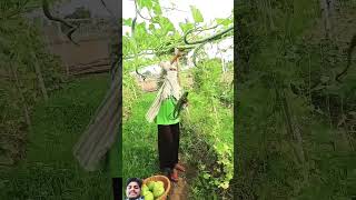 funny kishan 123kishan comedy voiceeffects kisan duet hervester gardenplants farming [upl. by Herates]