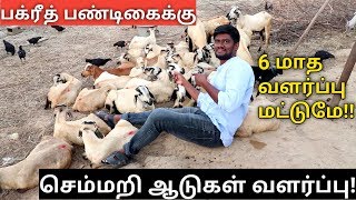 Bakrid  செம்மறி ஆடுகள் வளர்ப்பு  குறுகிய காலத்தில் சிறந்த வருமானம் [upl. by Hewitt830]