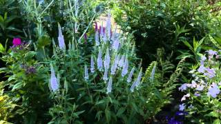 Veronica Longifolia First Memory ®  4K [upl. by Stafani]