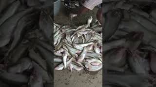 Hogenakkal fish 🐠shorts reels video subscribe [upl. by Egdirdle]