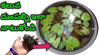 How to grow water Lillies in tubs water Lillies growing tips amp Fertilizerకలువమొక్కల్నిఎలాపెంచాలి🌷 [upl. by Wiencke]