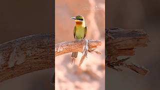 Blue Tailed Bee Eater Shorts Nikon Bird Shortsindia wildlife photography [upl. by Nylrehs]